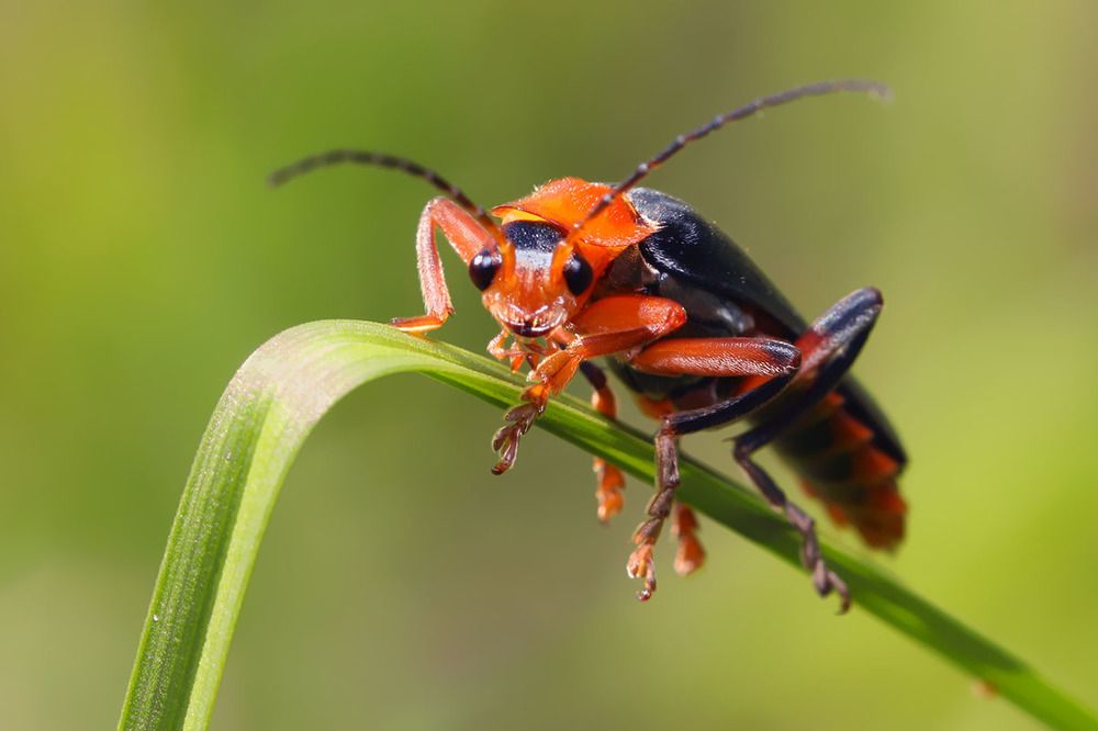 Пожарник в дозоре.