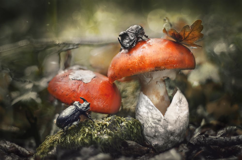 That's a meeting of heroes in the mushroom forest!
