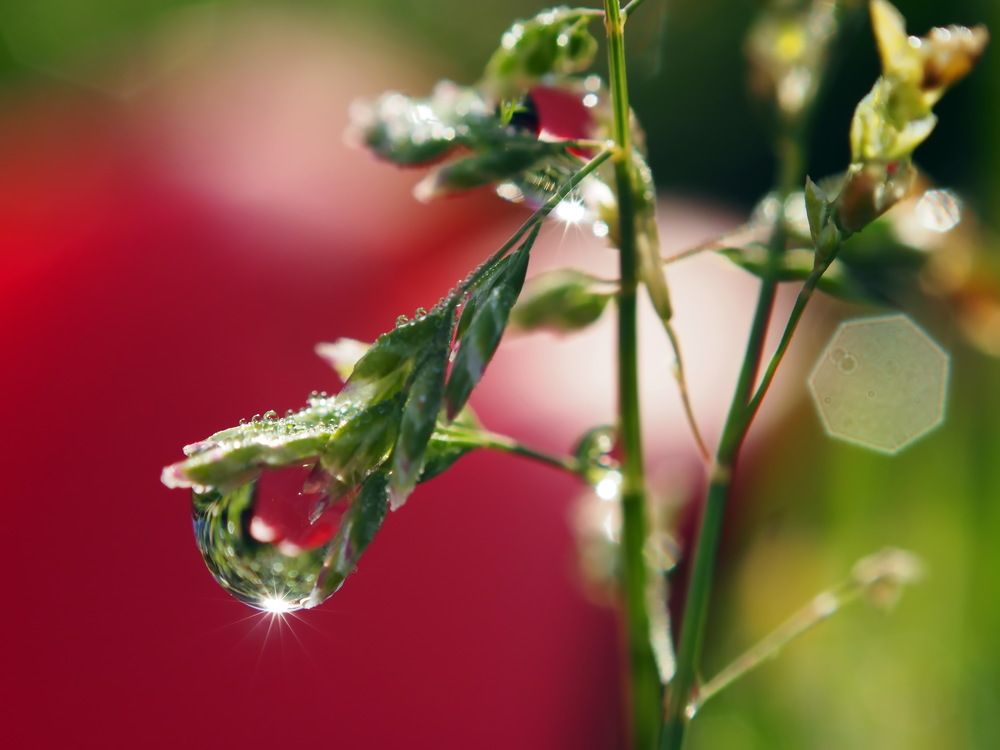 Капелька утренней радости