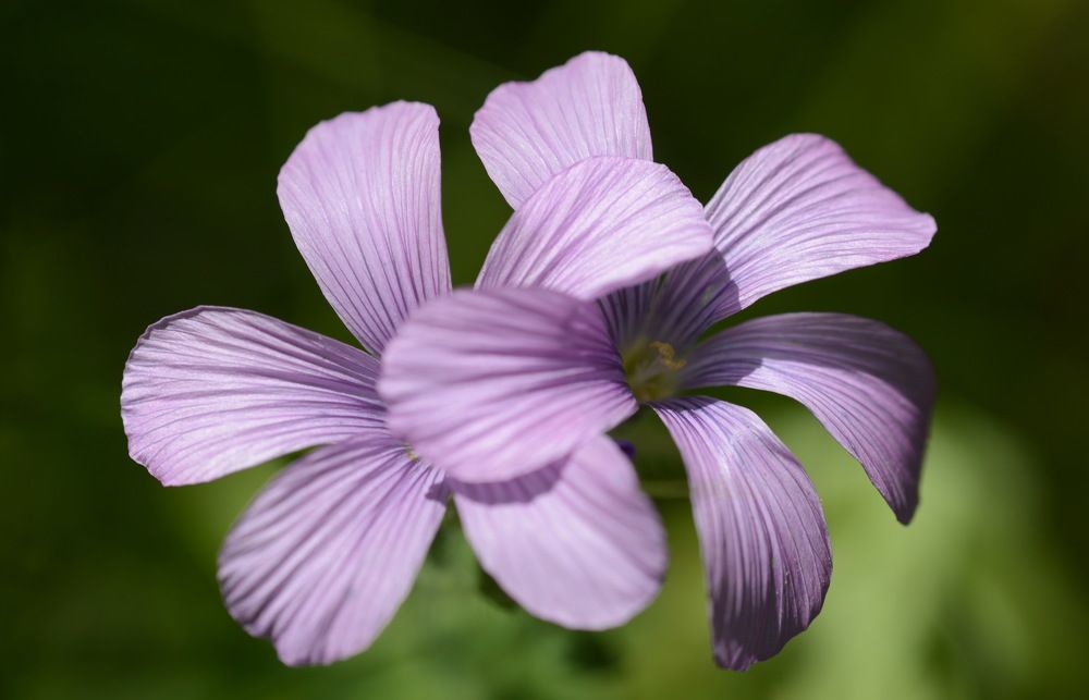 Фотография автора Медведев Сергей