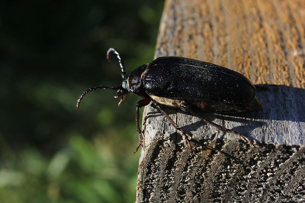 Перед прыжком