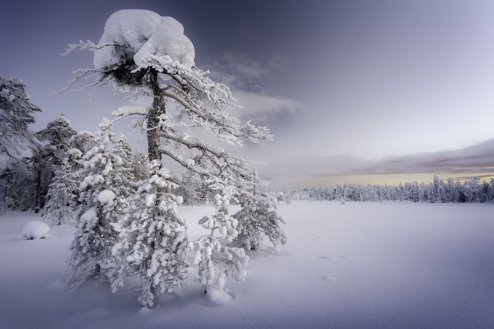 Одинокая сосна...