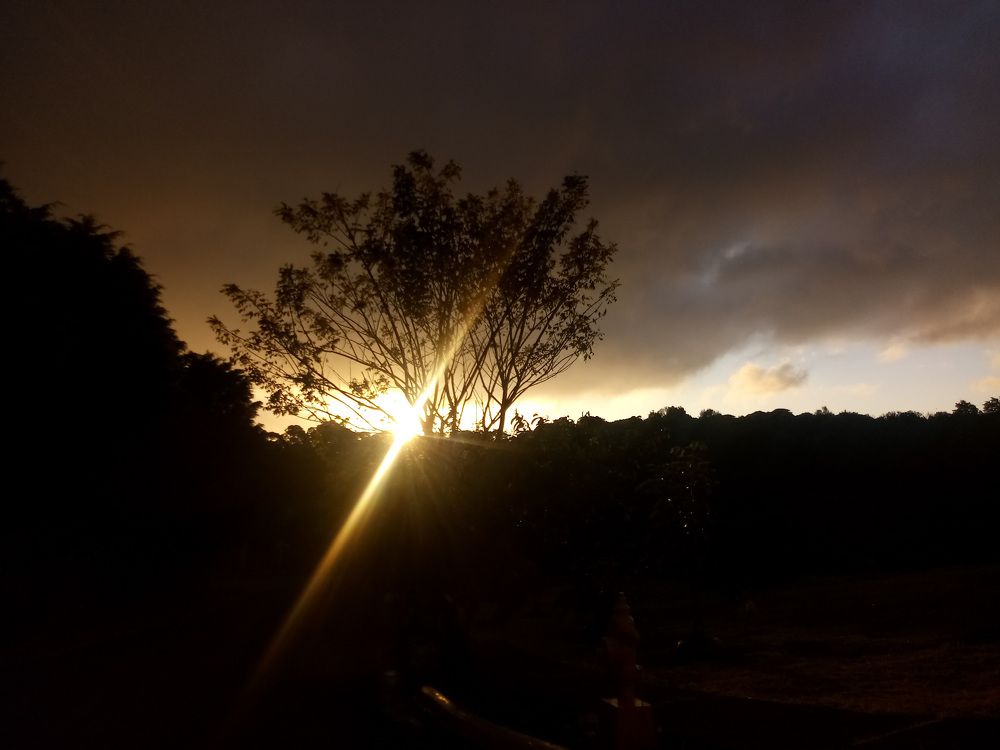 Sunlight of sunset among a tree