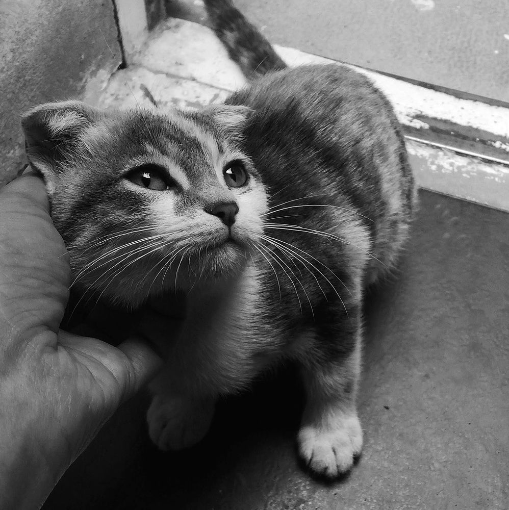 Печальный котенок
