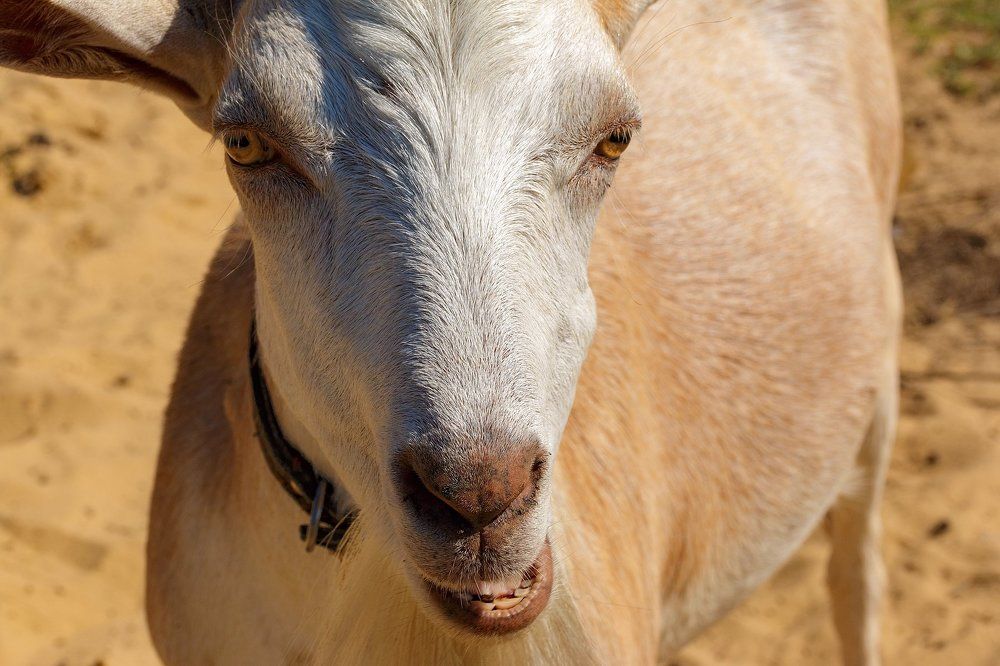 Собаки, гуси, хорьки и козлы