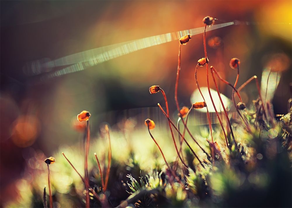 Шоу Золотой осени