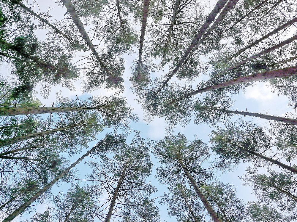 Верхушки сосен