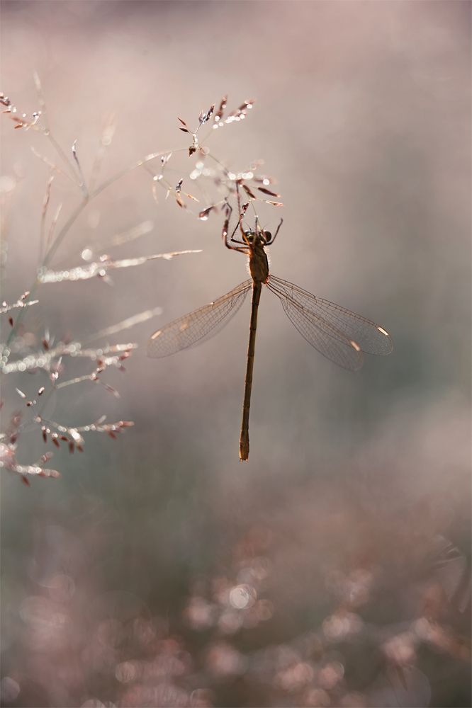 Утренняя нега