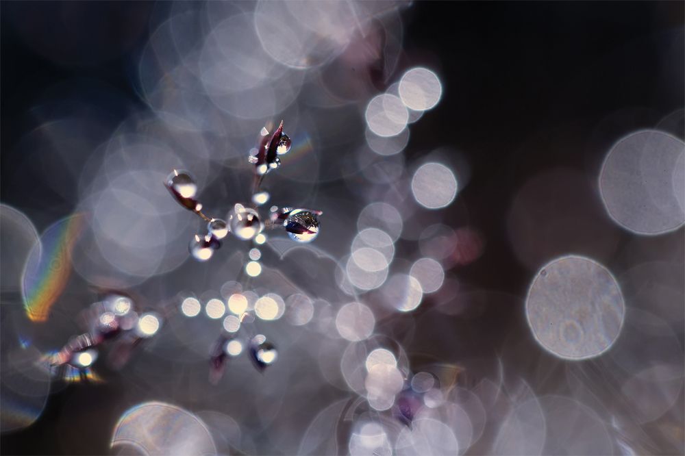 Найденное сокровище