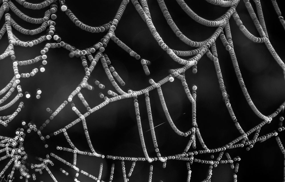 Паутина (фрагмент)