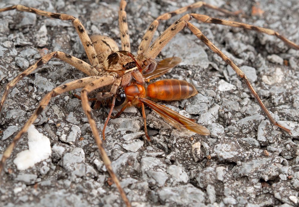 Охотник (Hunter)