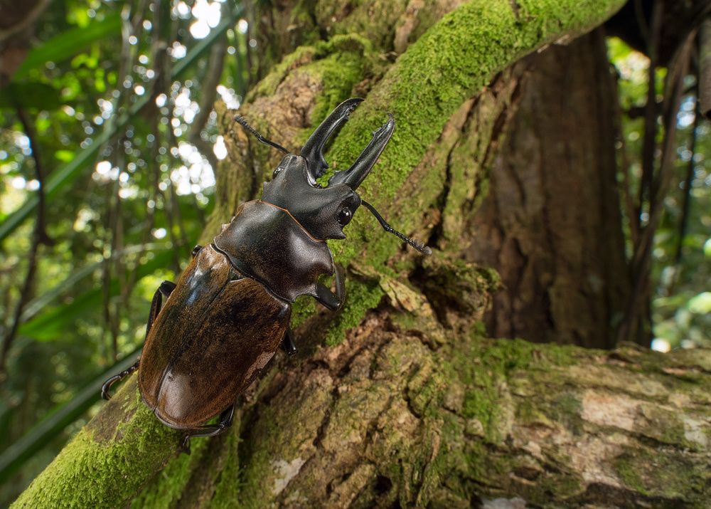Рогатый (Horned beetle)