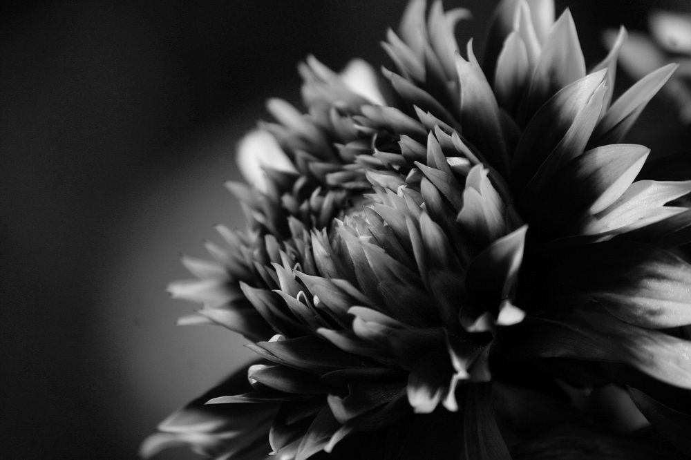 Dahlia