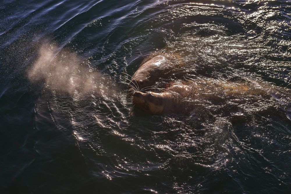 Сивучи в городе. Sea lions in the town.