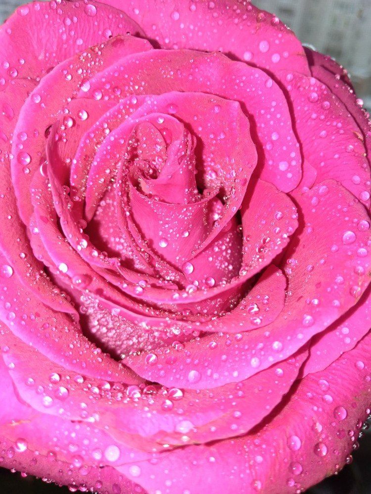 Роза в росе