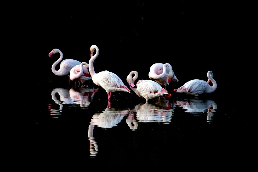 A Cops of Flamingoes