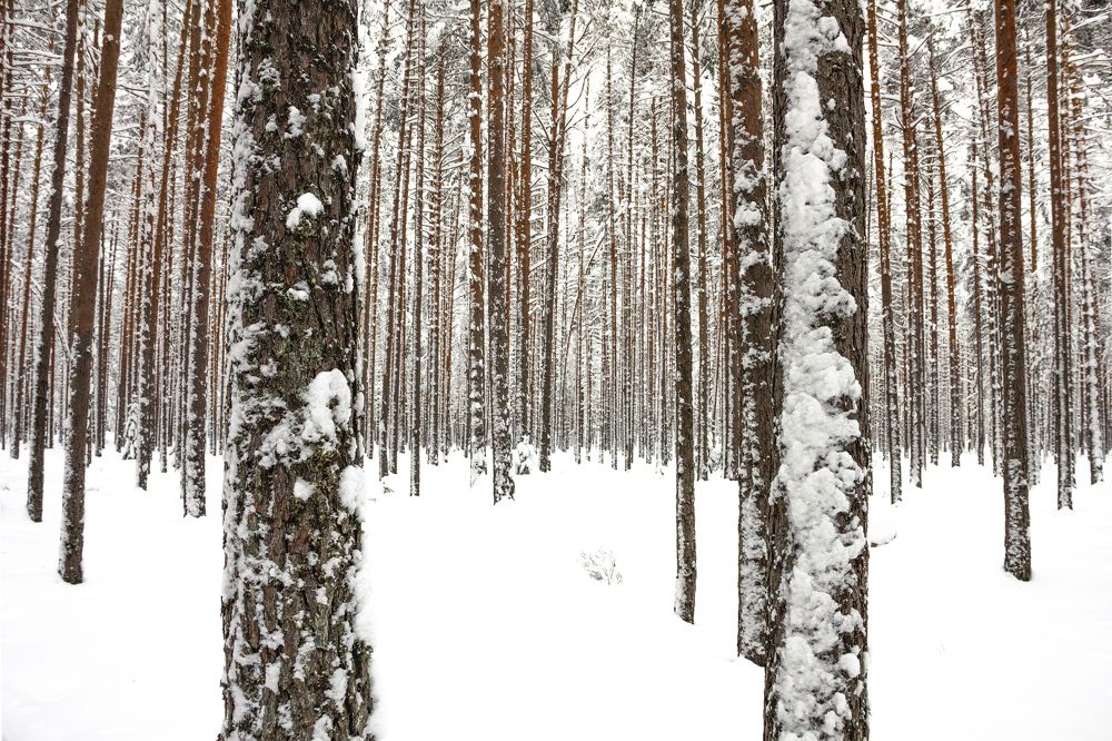 Среди снежных великанов