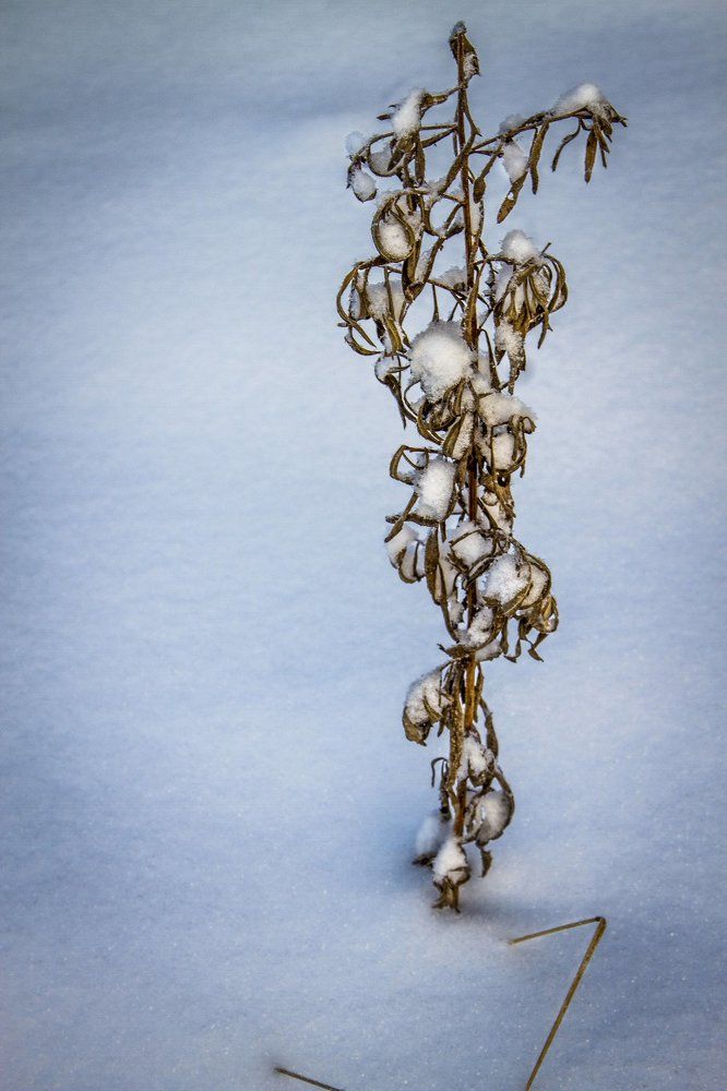 под снегом...