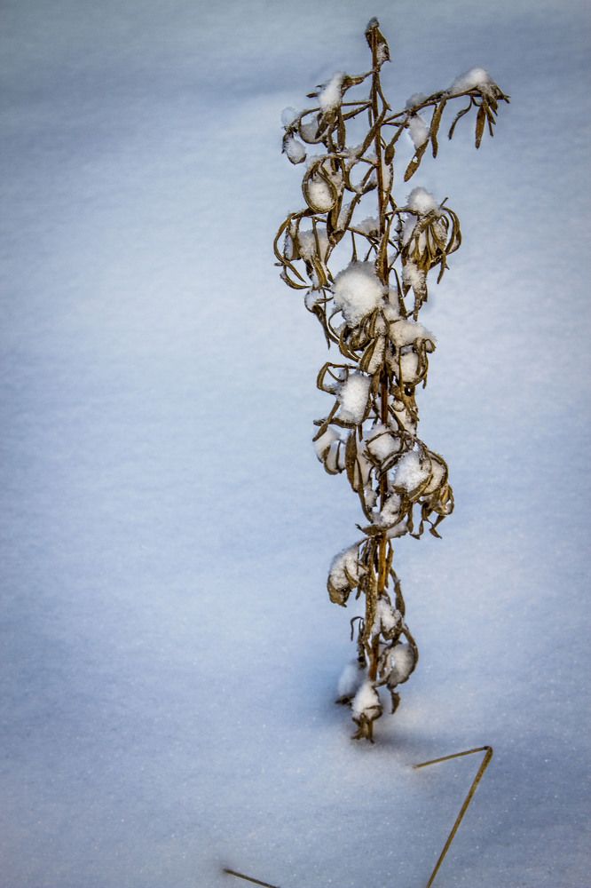 под снегом...