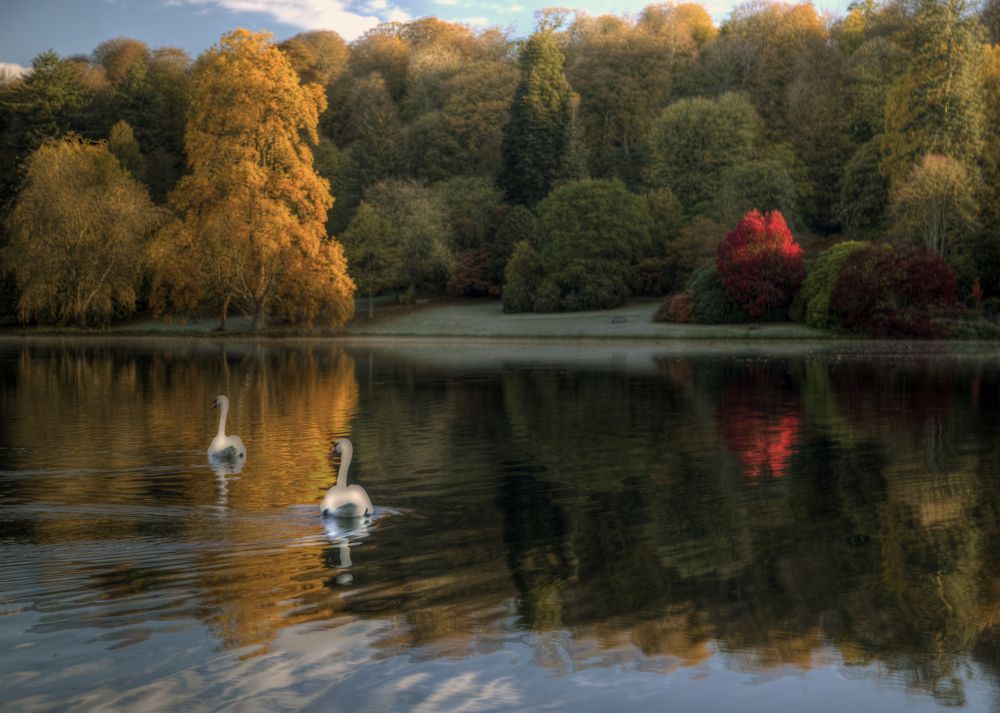 autumn swans