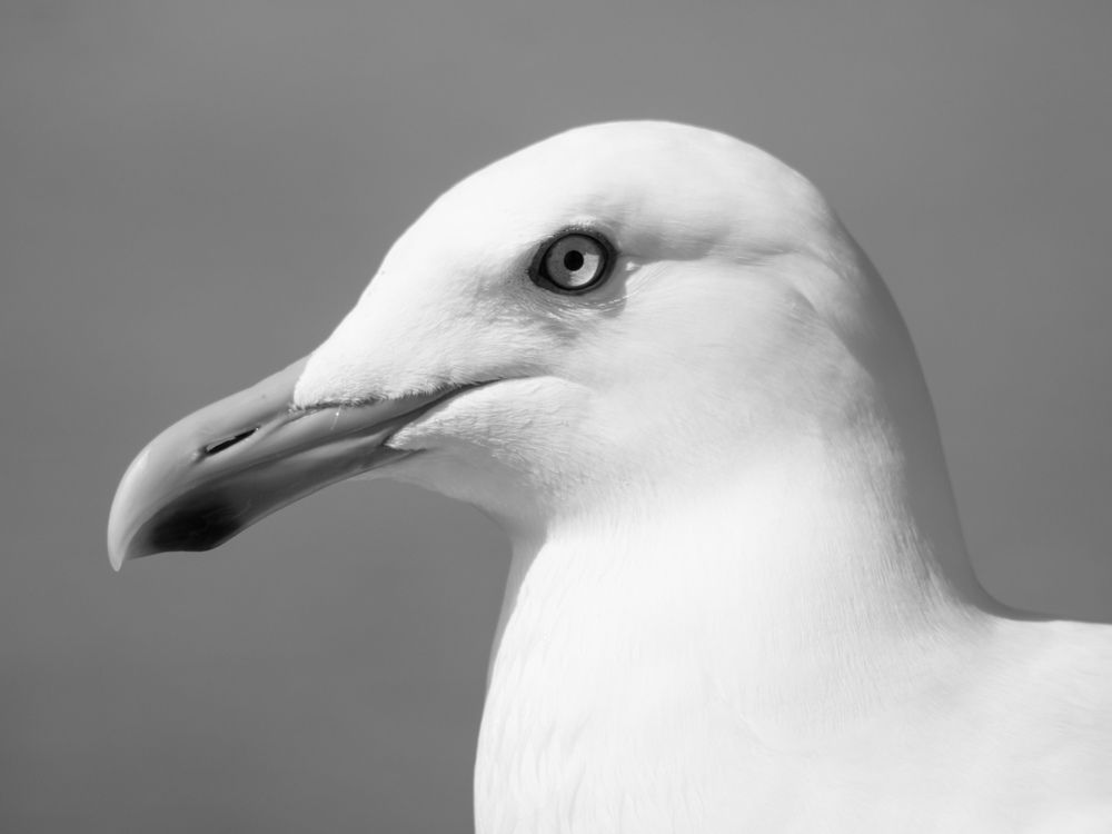 Тихоокеанская чайка