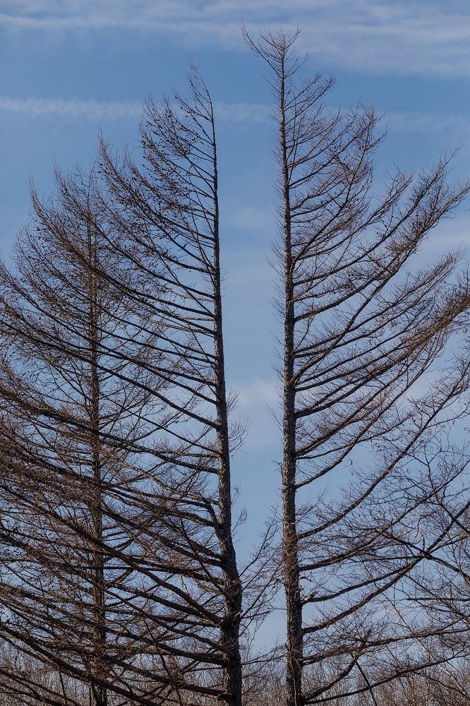 Симметрия в природе