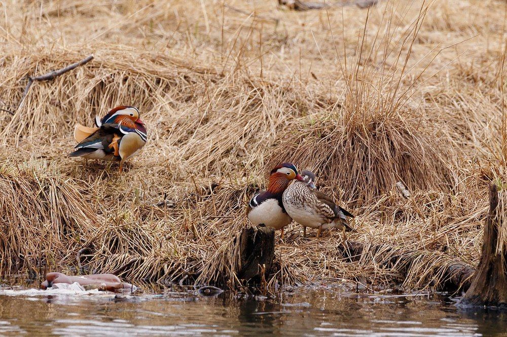 Птичья любовь