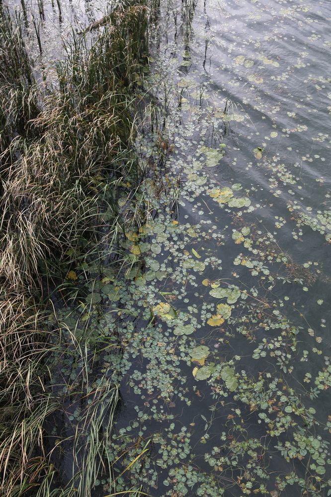 Photograph by Крестников Валерий