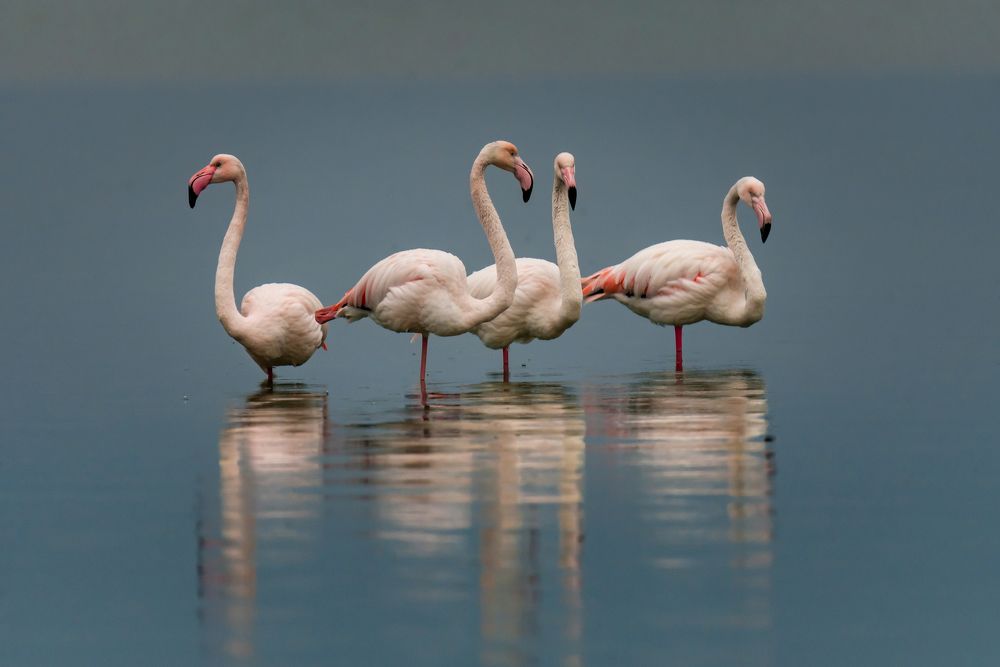 The Greater Flamingos