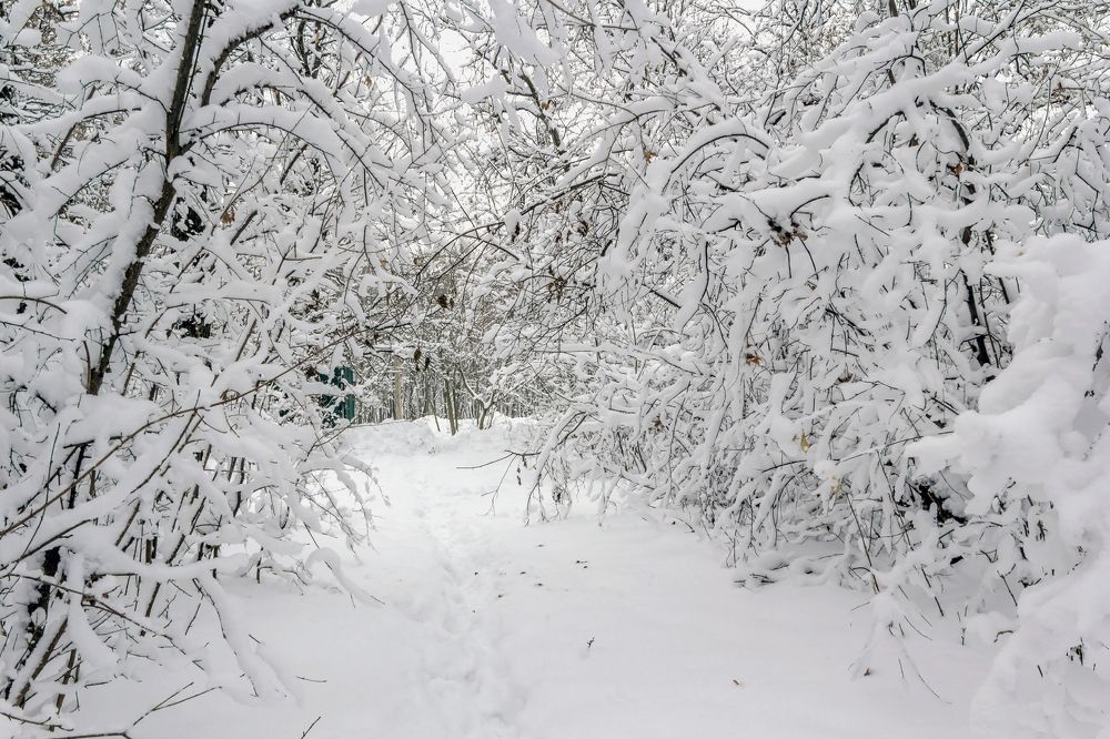 В лесу запорошенном снегом...