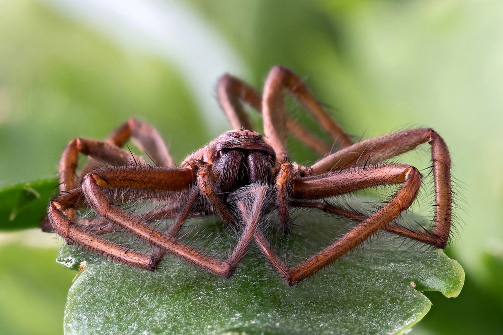 В позе лотоса