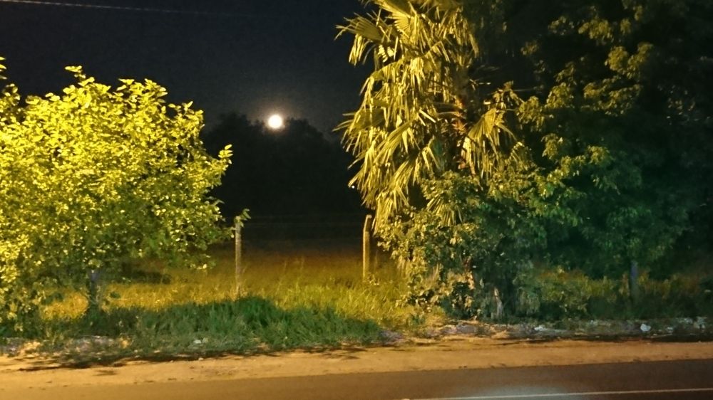 Moon 2tree