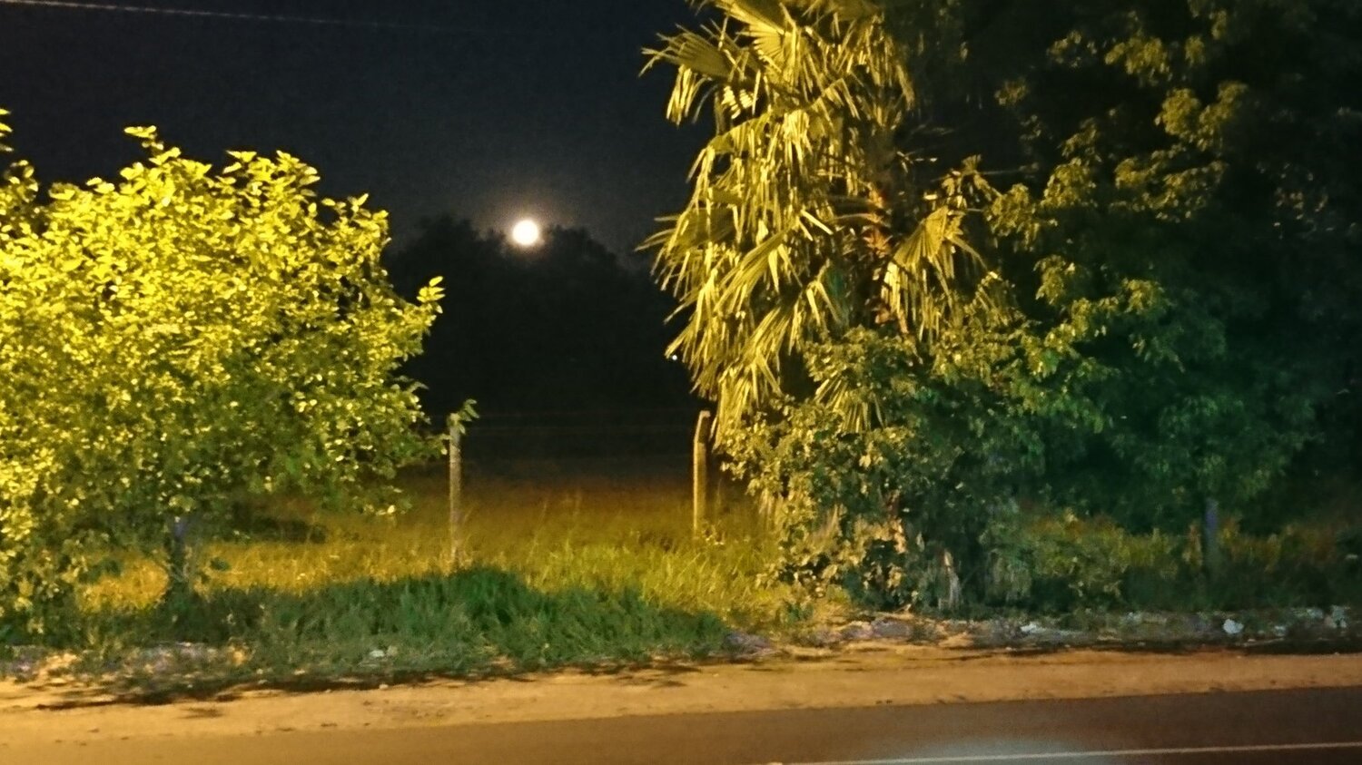 Moon 2tree