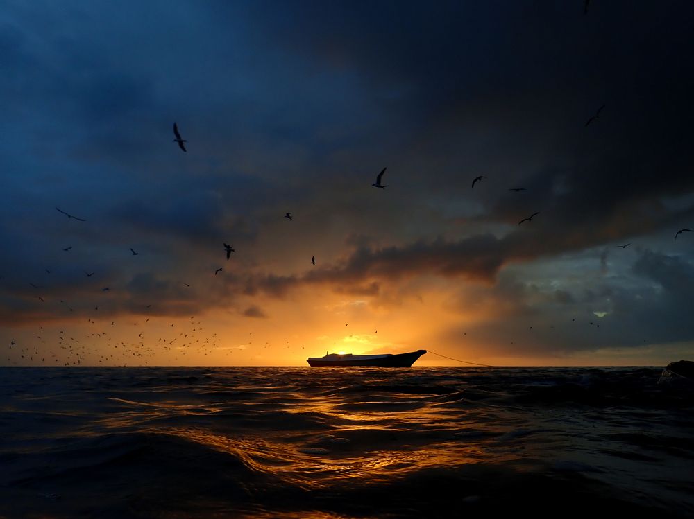 Waiting for the sharks