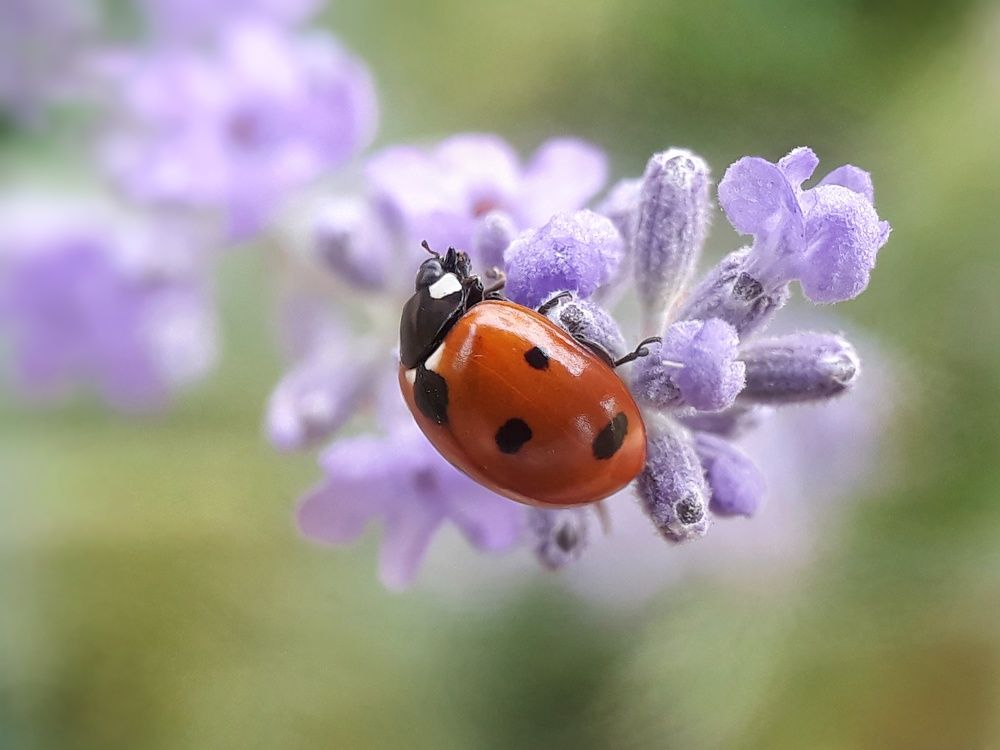 Летний день