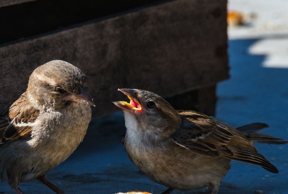 Где, обедал воробей ?