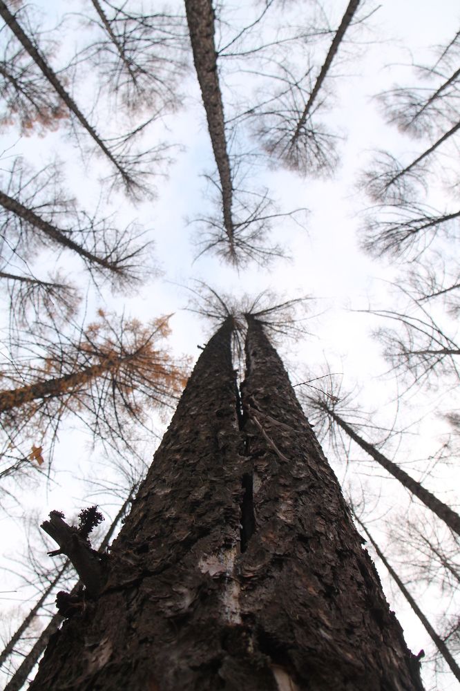 Устремление в высь
