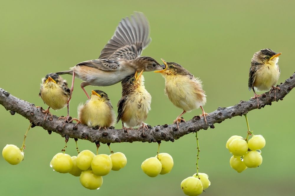 one family of zitting cisticola