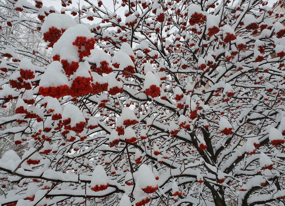 Первый снег.