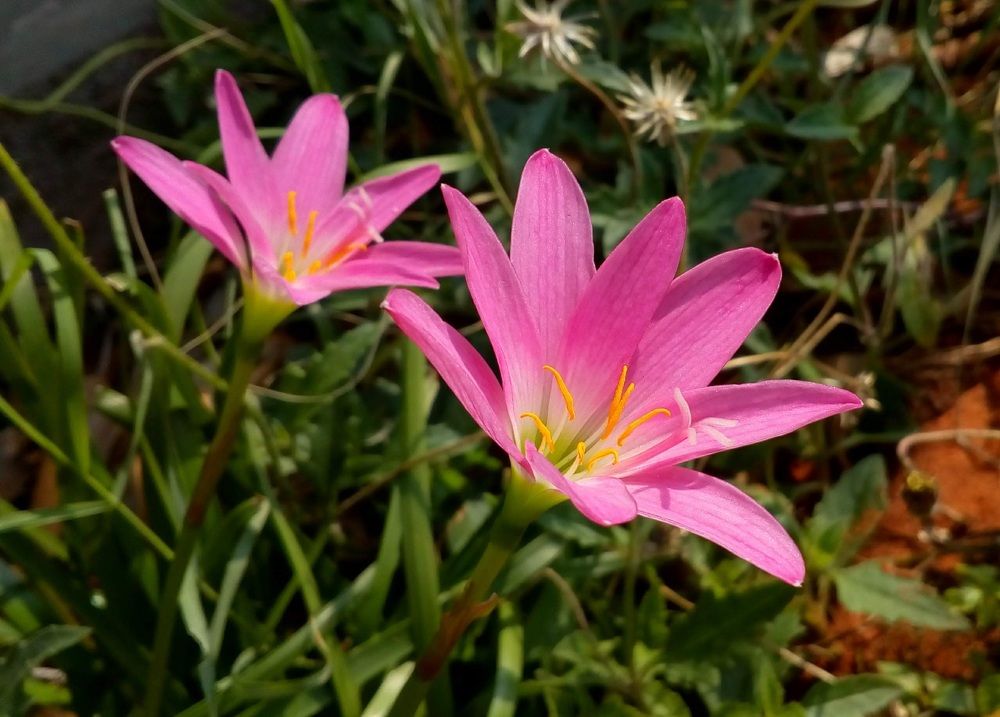 FLOWERS