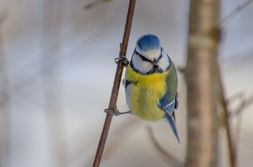 Photograph by Карина Полякова