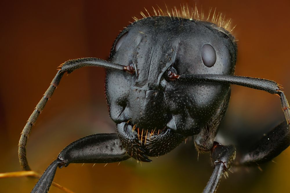 Муравей-древоточец