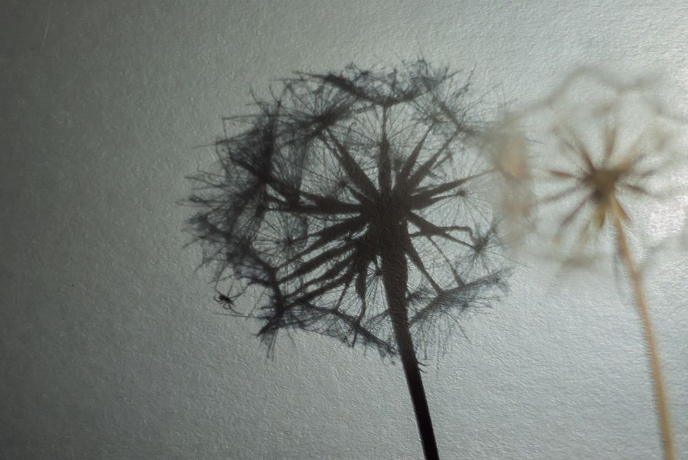 Тень с паучком