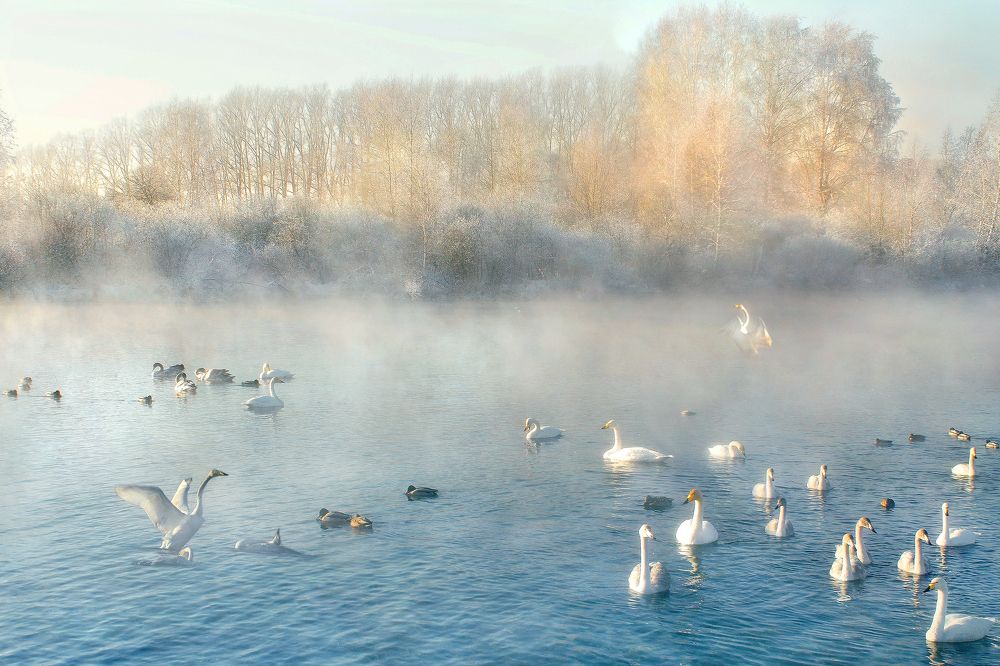 Зимовка лебедей. Алтай