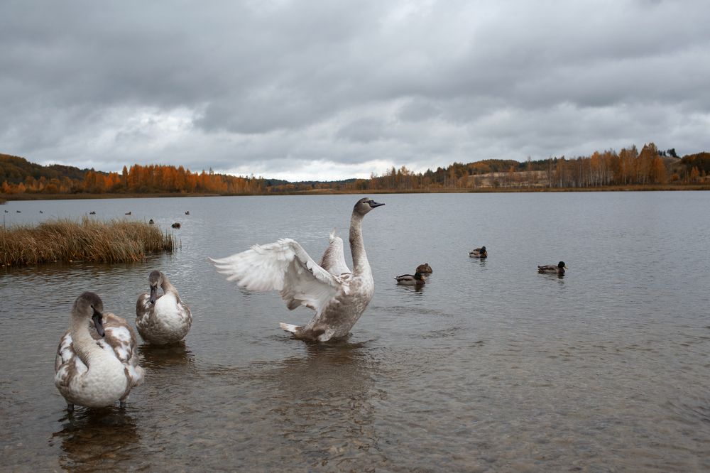 Осень в Изборске