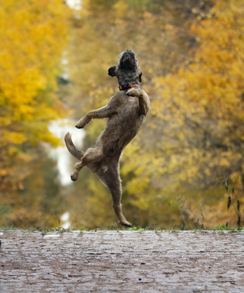 Осенний вальс от бордер-терьера Эдди