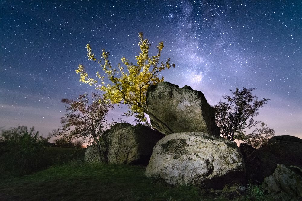 Дерево-атлант