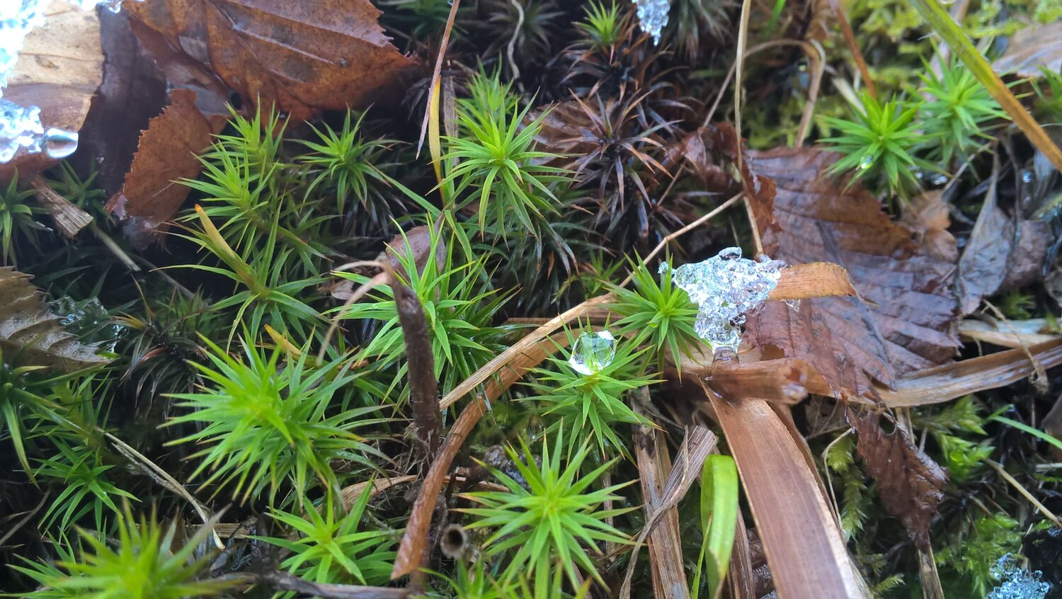 Macro world
