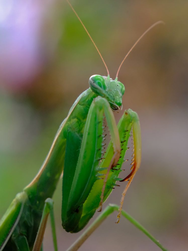 Портрет зеленого богомола