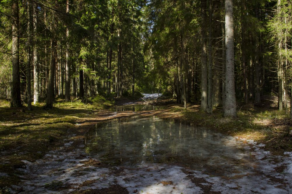 Весна в лесу